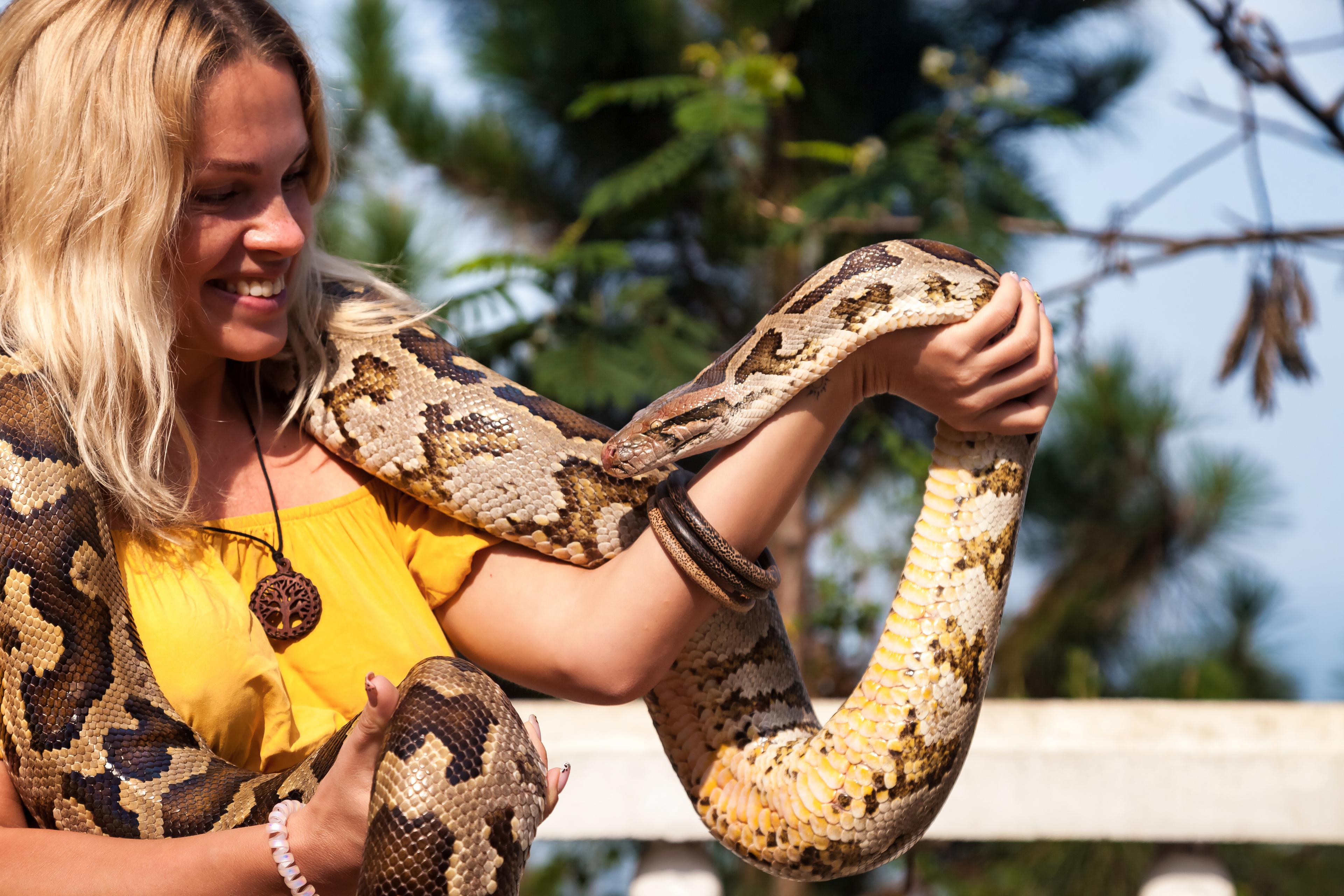 Young woman tourist in yellow shirt holding snake python on shoulders and hands